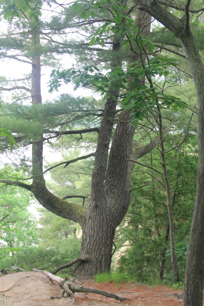 Outlook