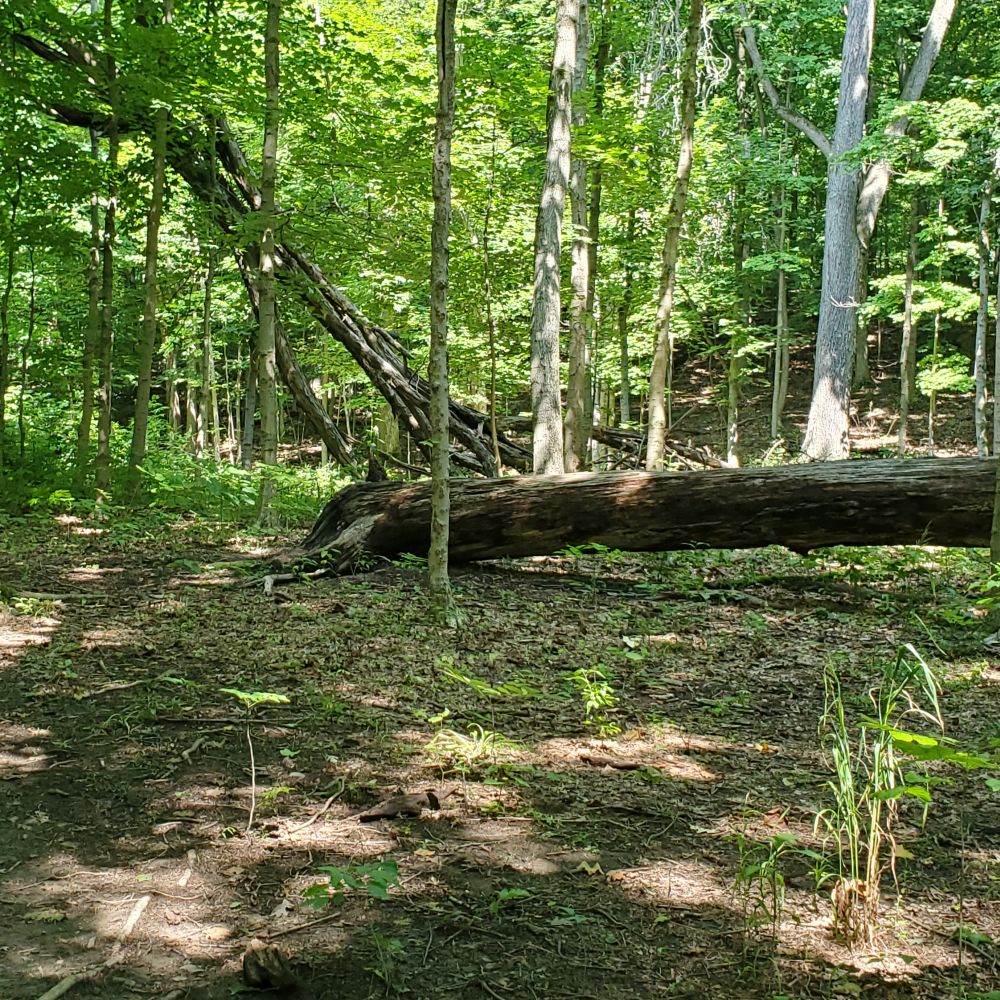Outlook
