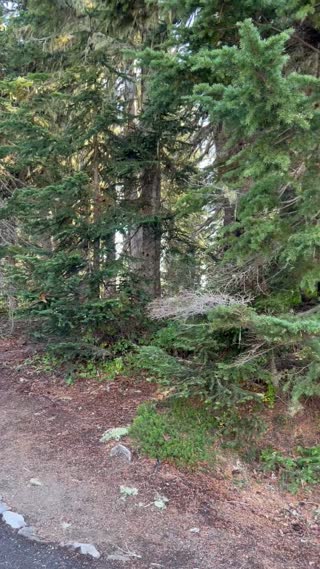 Mount Rainier NP