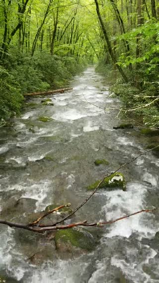 Kephart Prong Trail