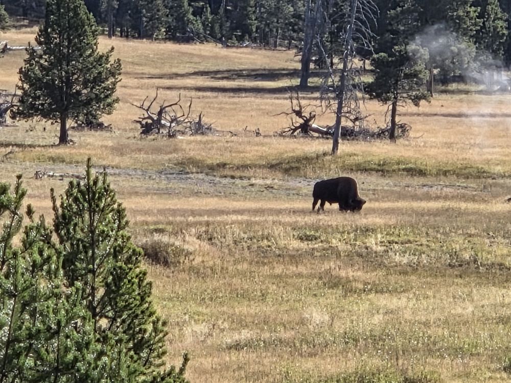 Old Faithful