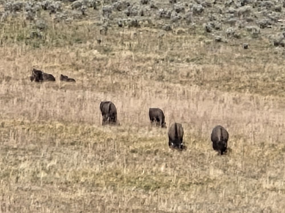Bison