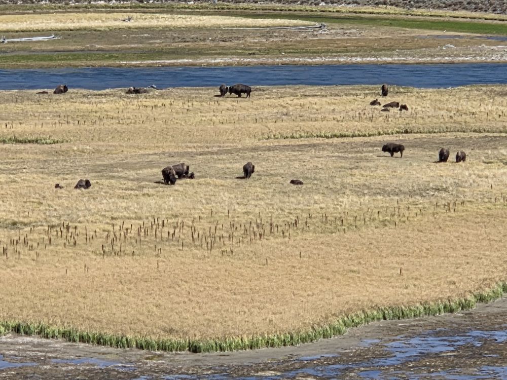 Bison