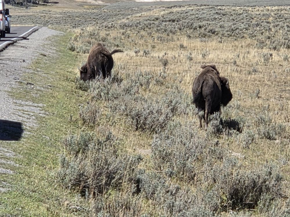 Bison