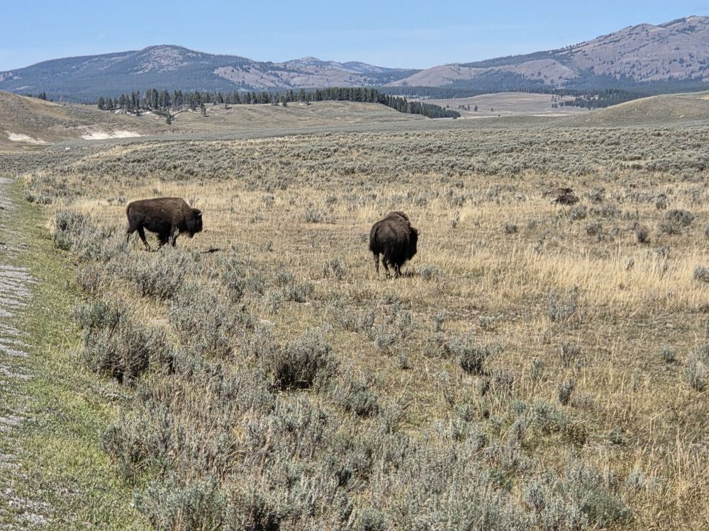 Bison
