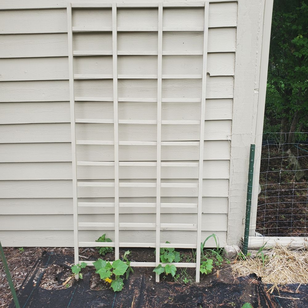 Garden Lattice